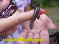 /home//u458753944/public_html/sourcegallery//////////////////////////Insects and small critters/millipedes and centipedes/P1130870.JPG